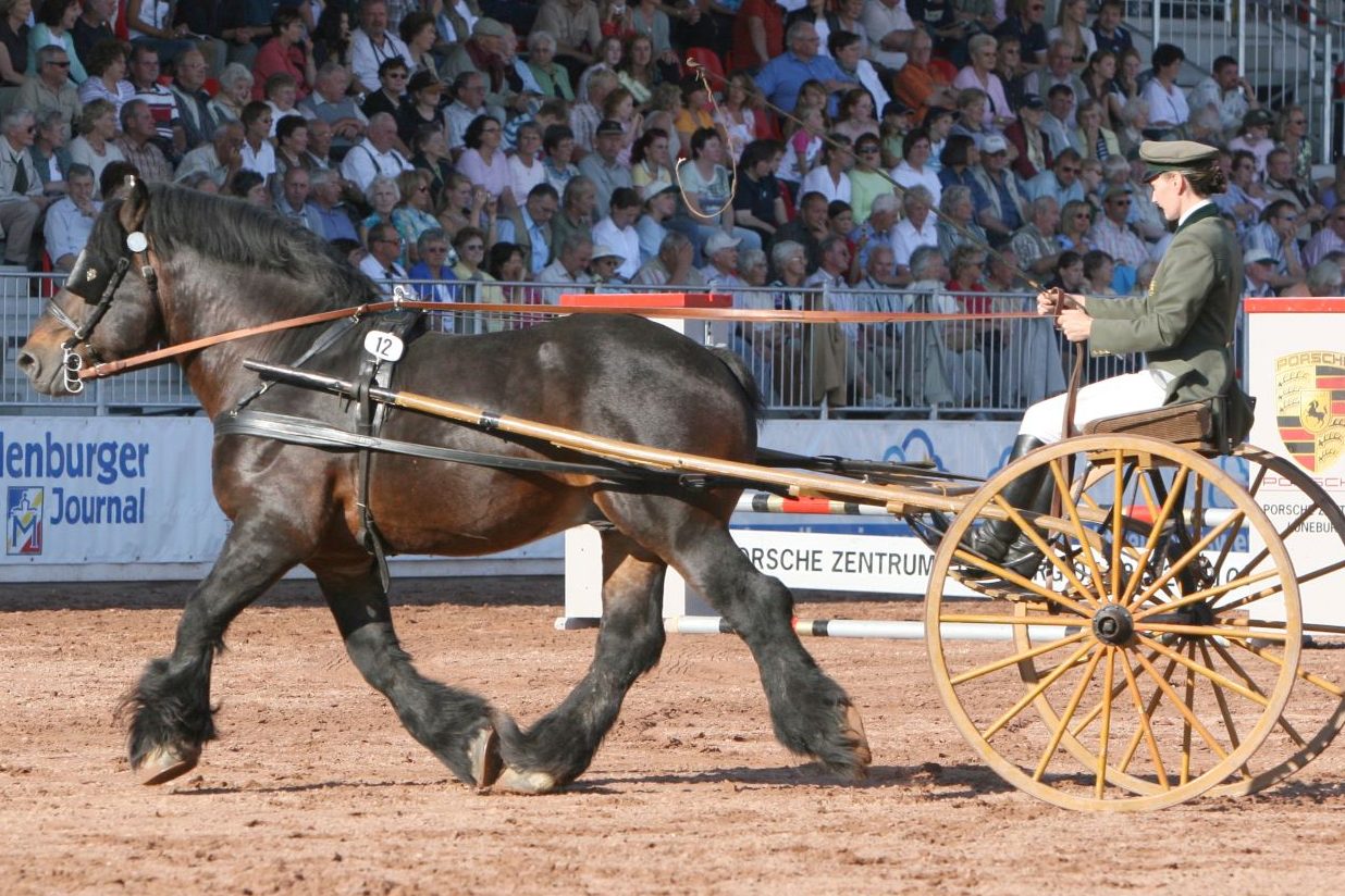 Prince du Tilleul Vorstellung auf einer Hengstparade des Landgestütes Redefin